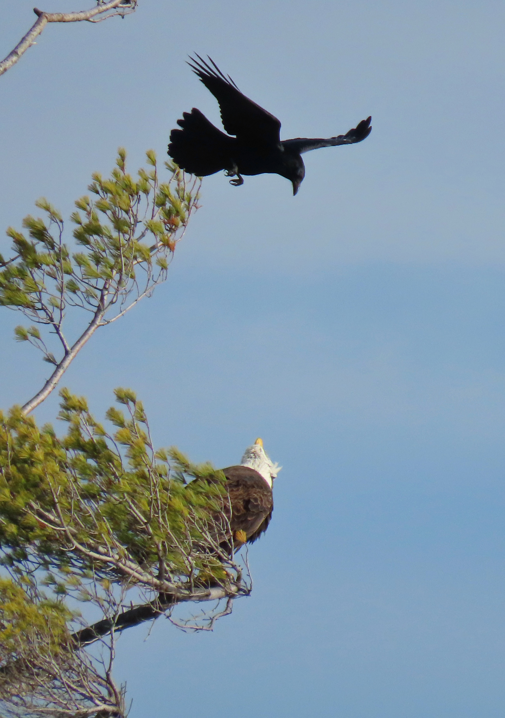 Grackle & Bald Eagle