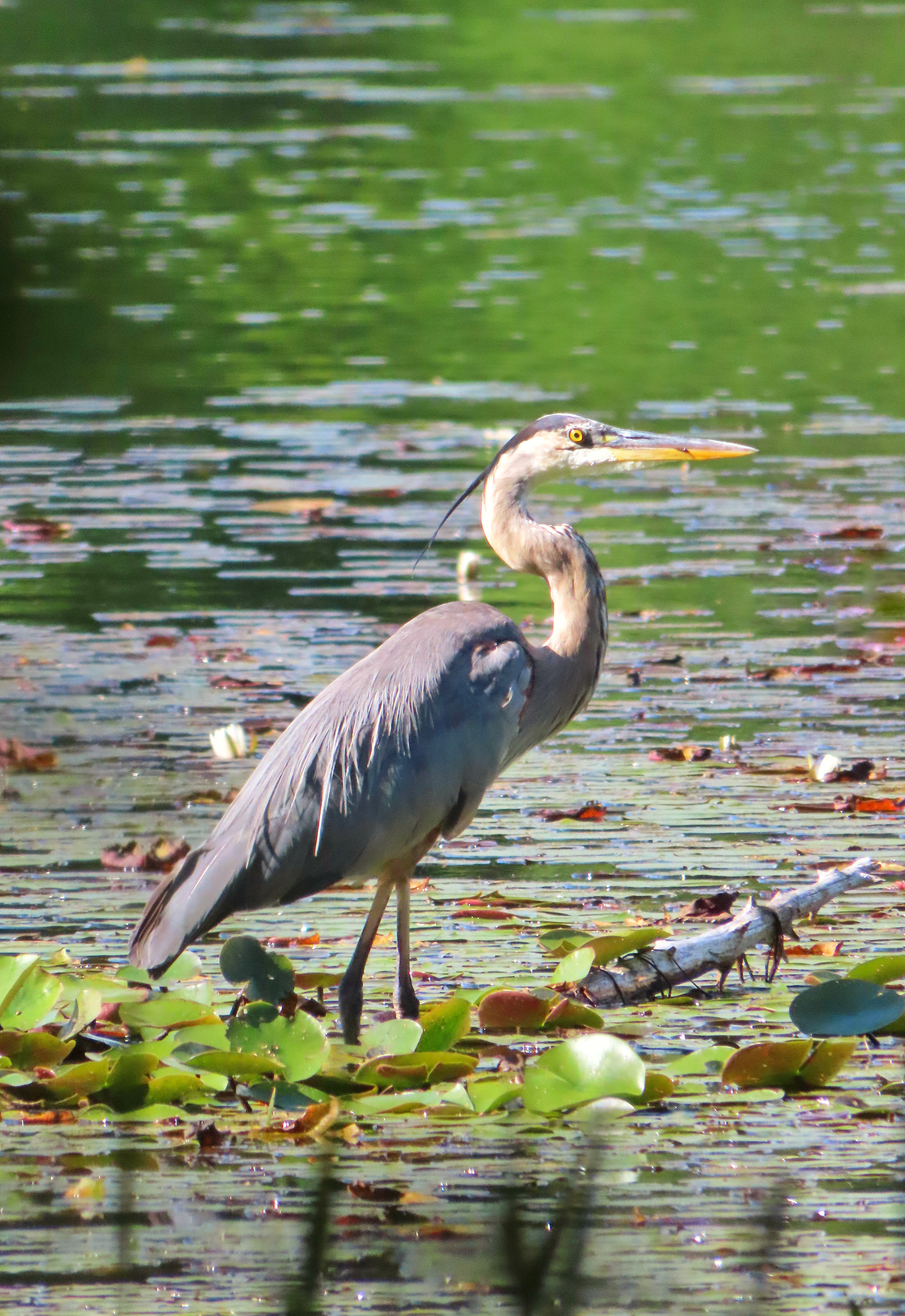 Great Blue Heron