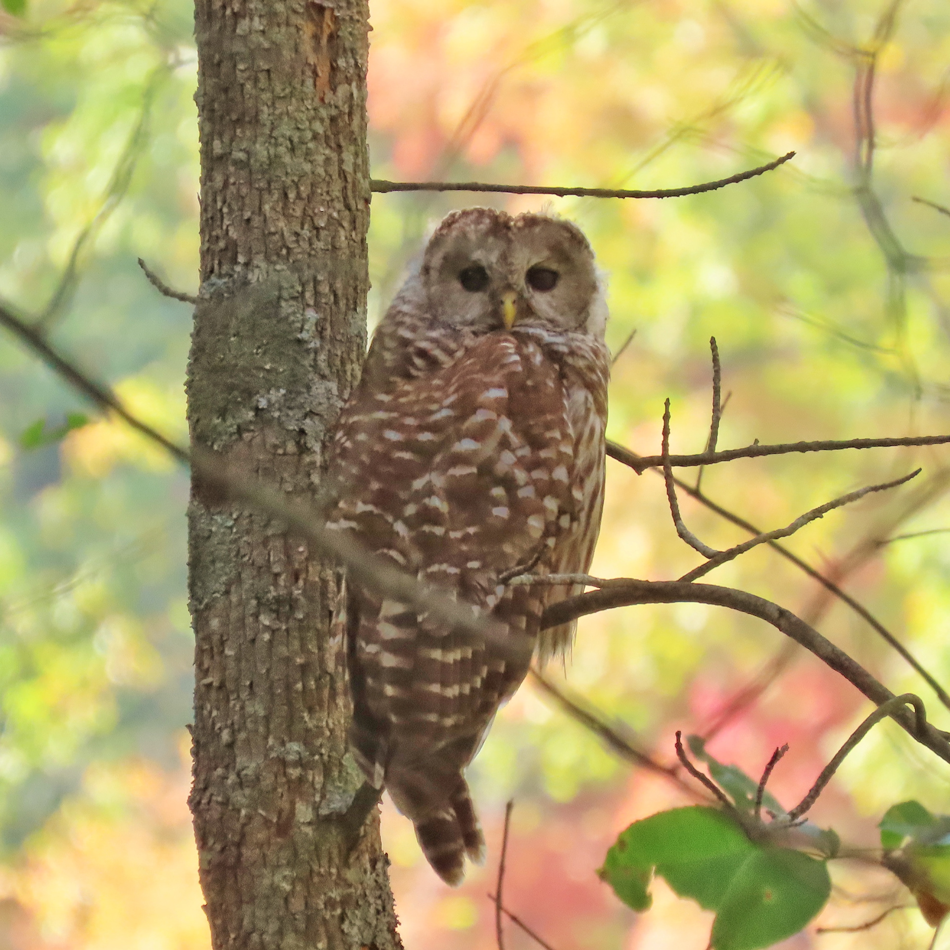 Barred Owl