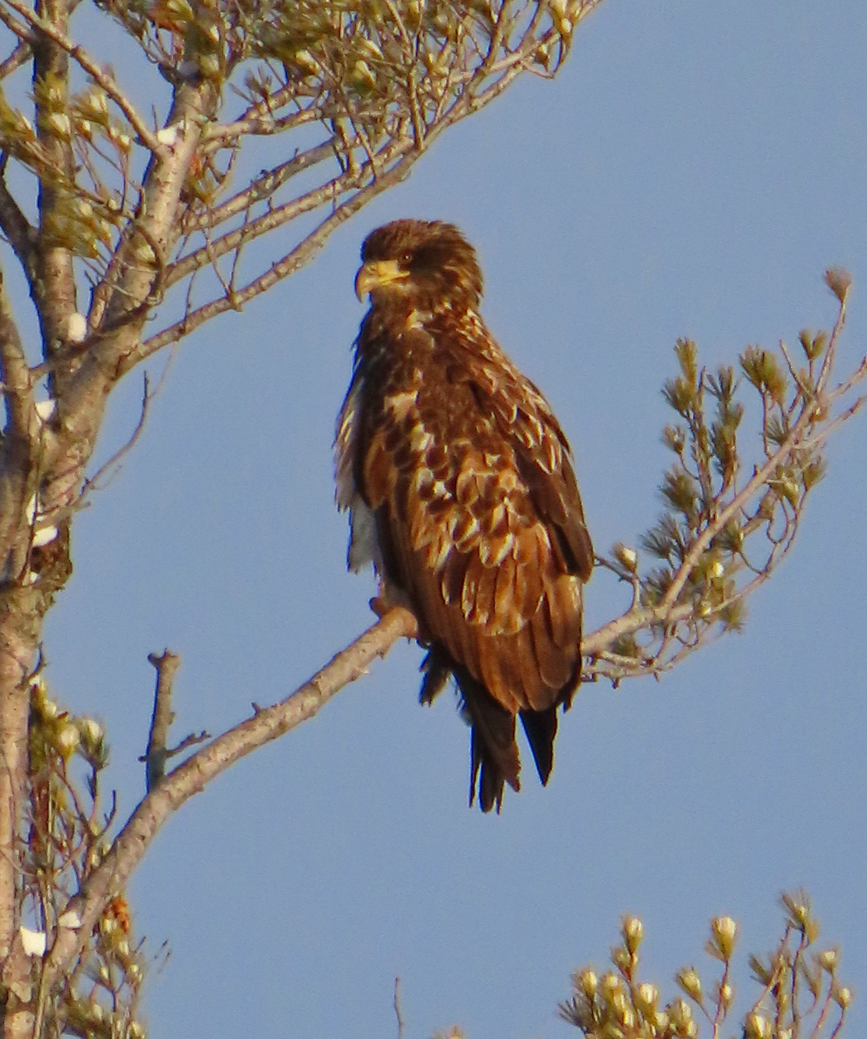 Juvenile Bald Eagle