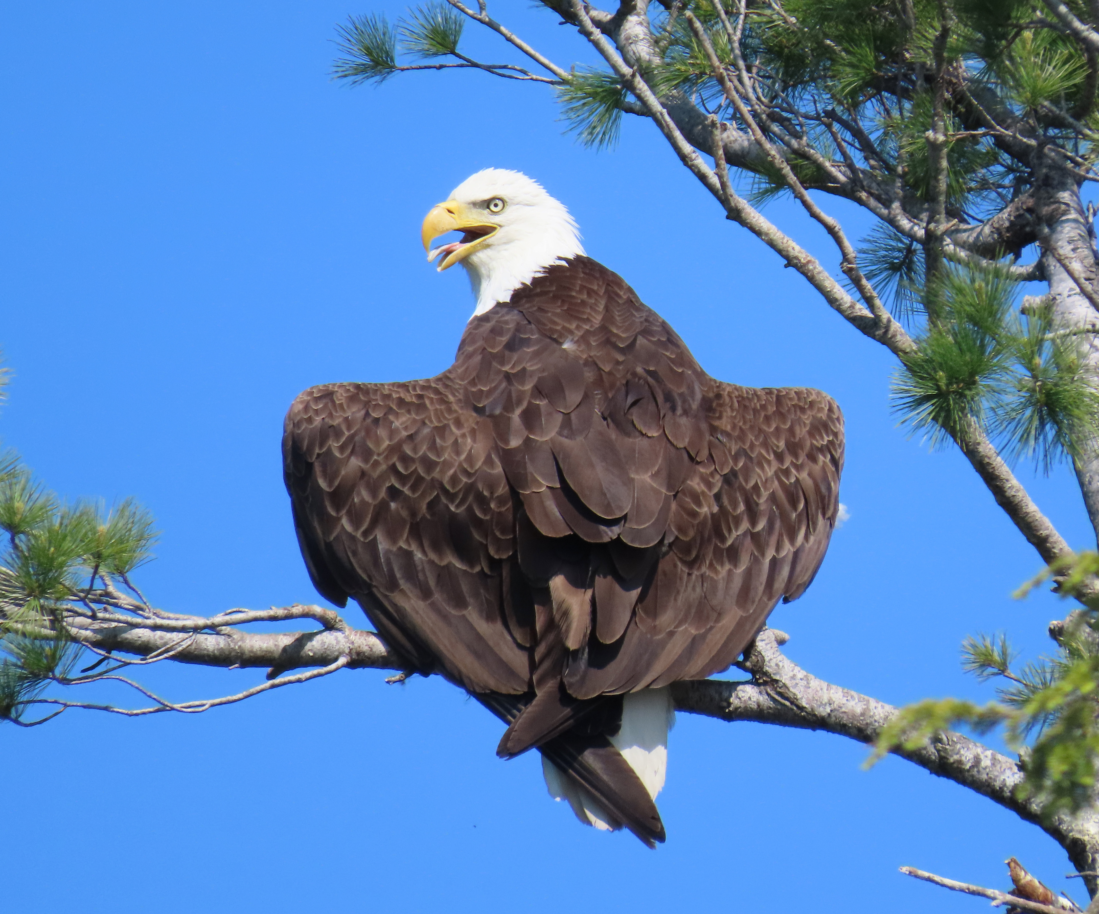 Bald Eagle