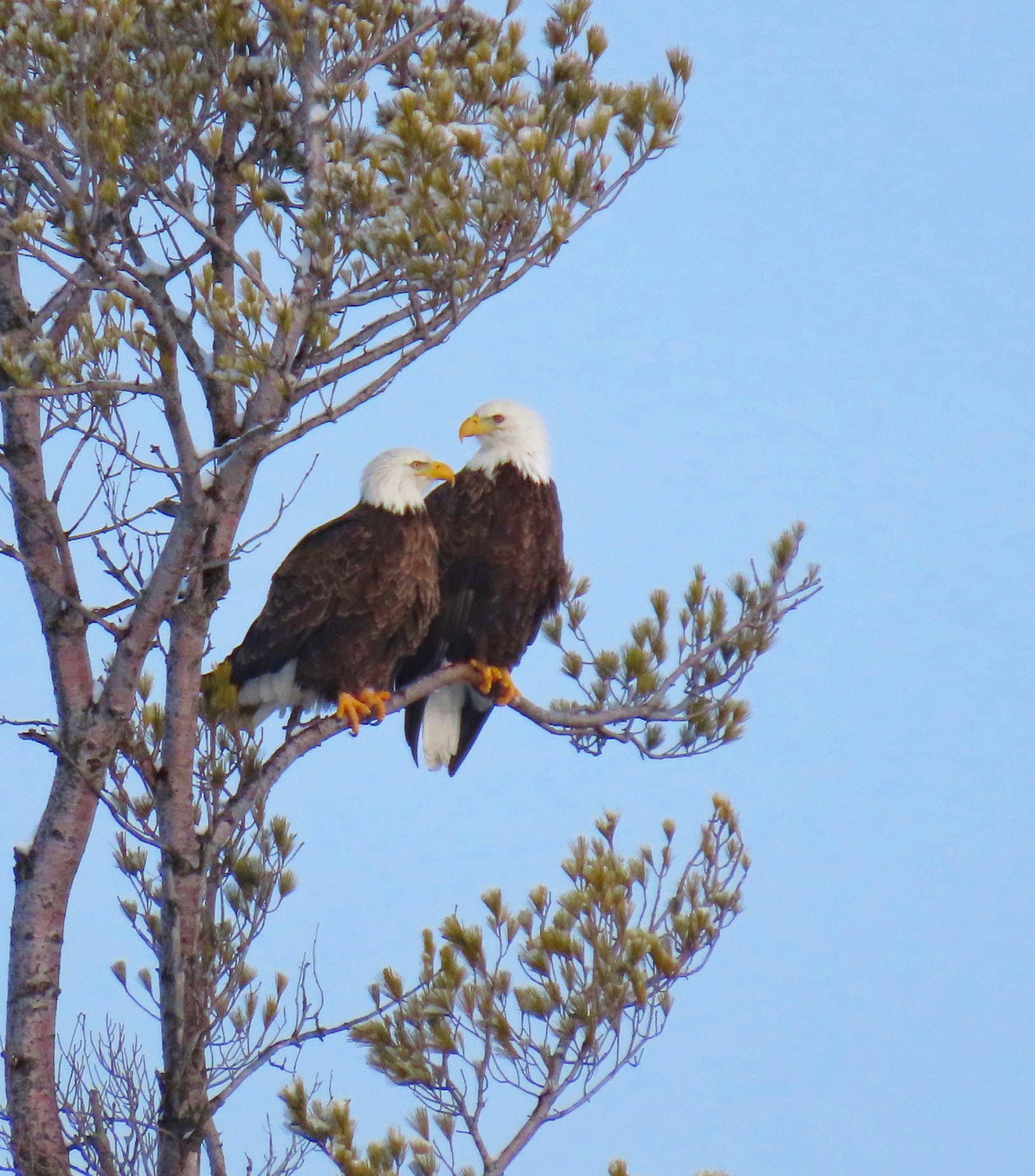 Bald Eagles