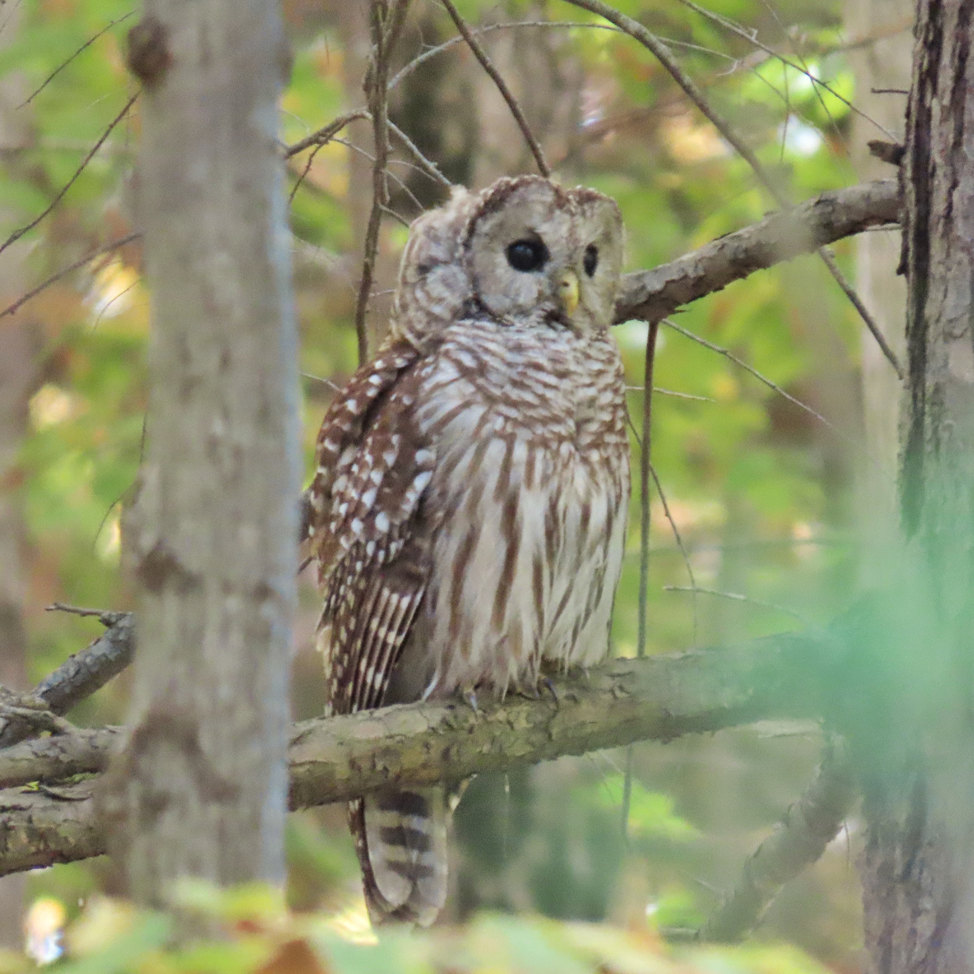 Barred Owl