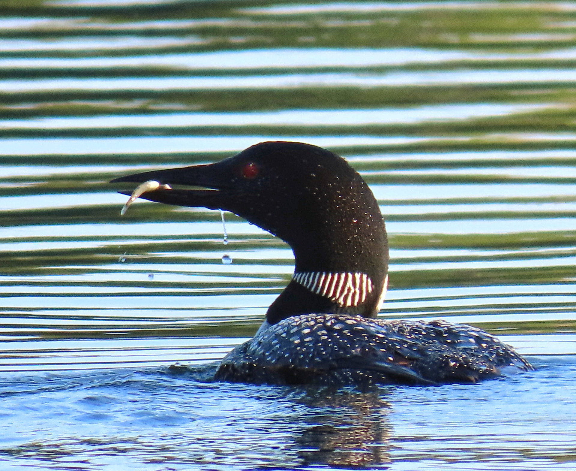 Common Loon