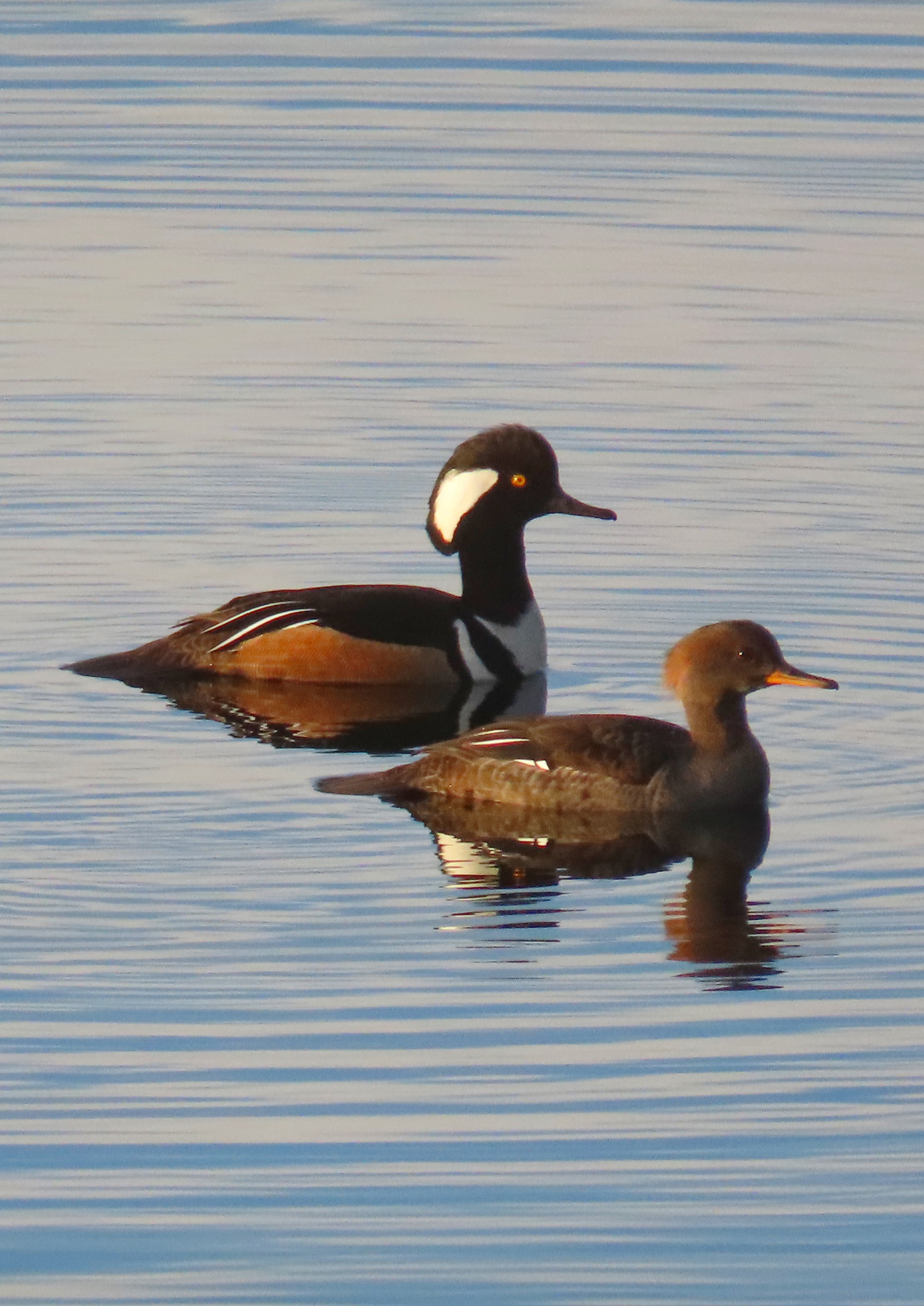 Hooded Mergansers