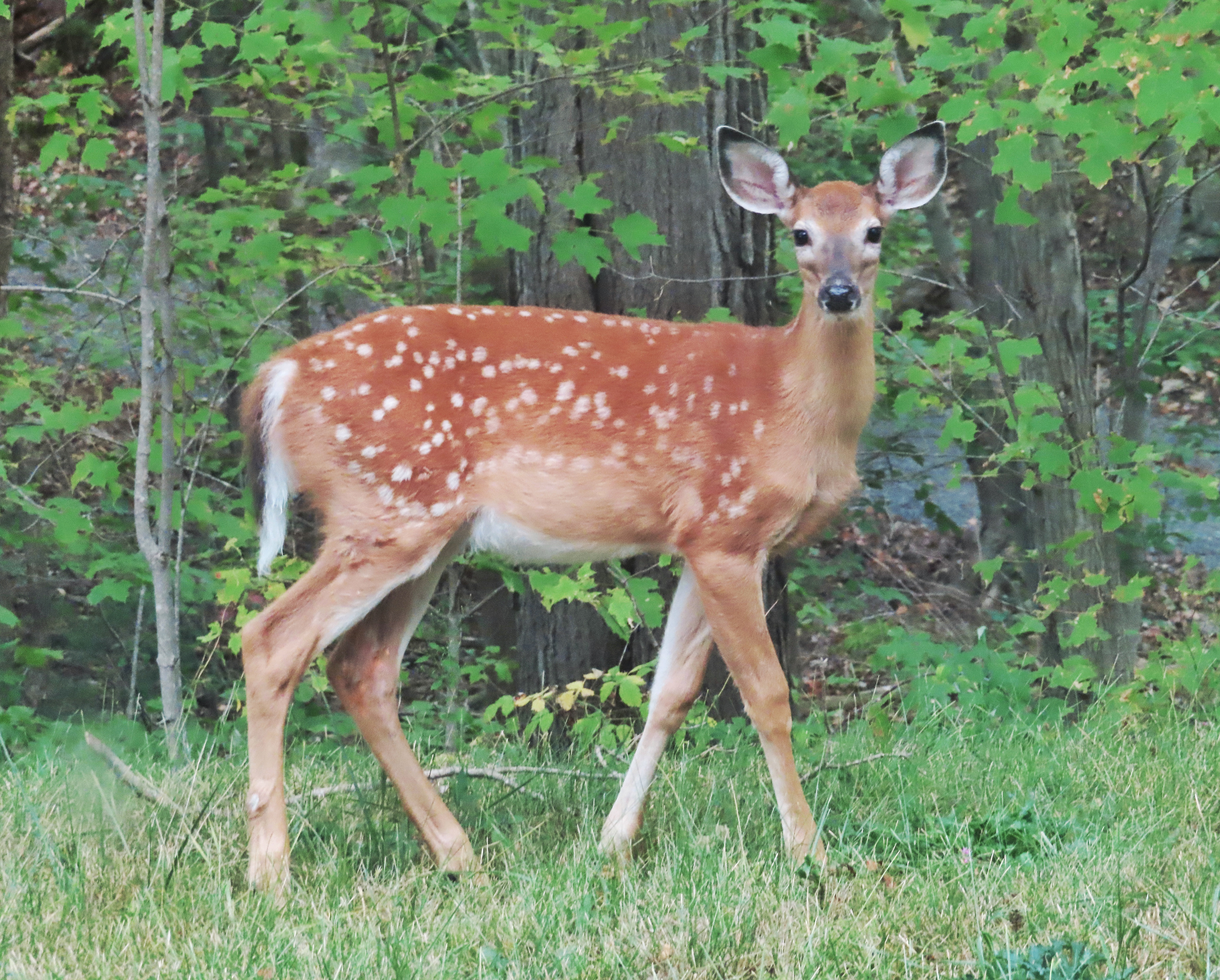 White Tailed Deer fawn