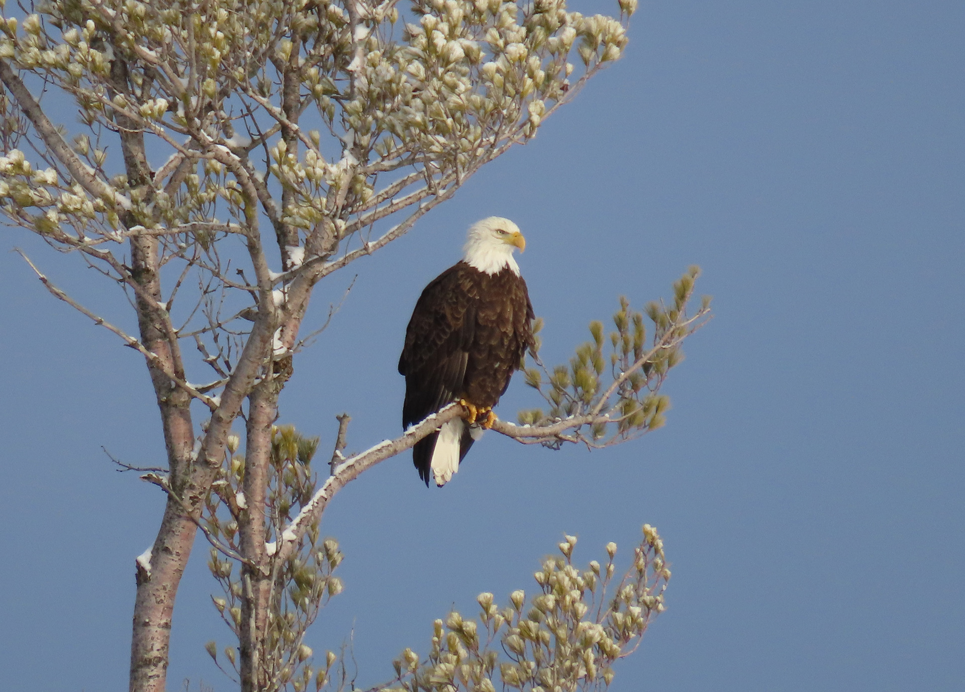 Bald Eagle