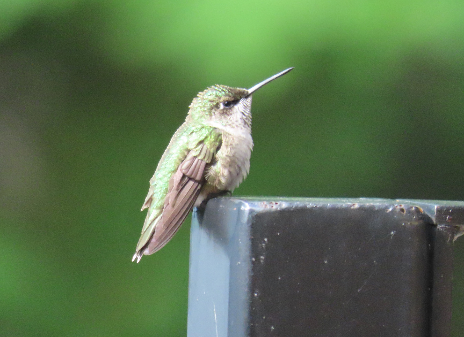 Ruby Throated Hummingbird, Female