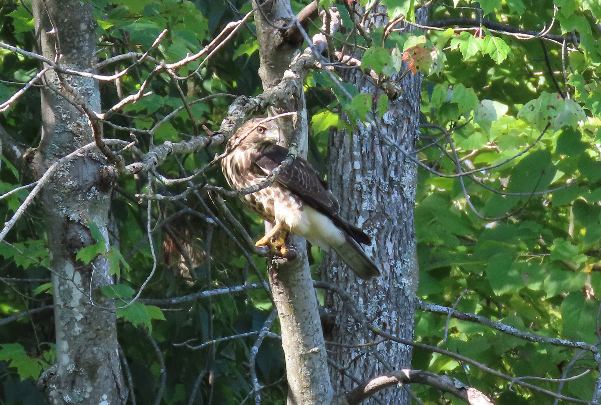 Broad-winged Hawk