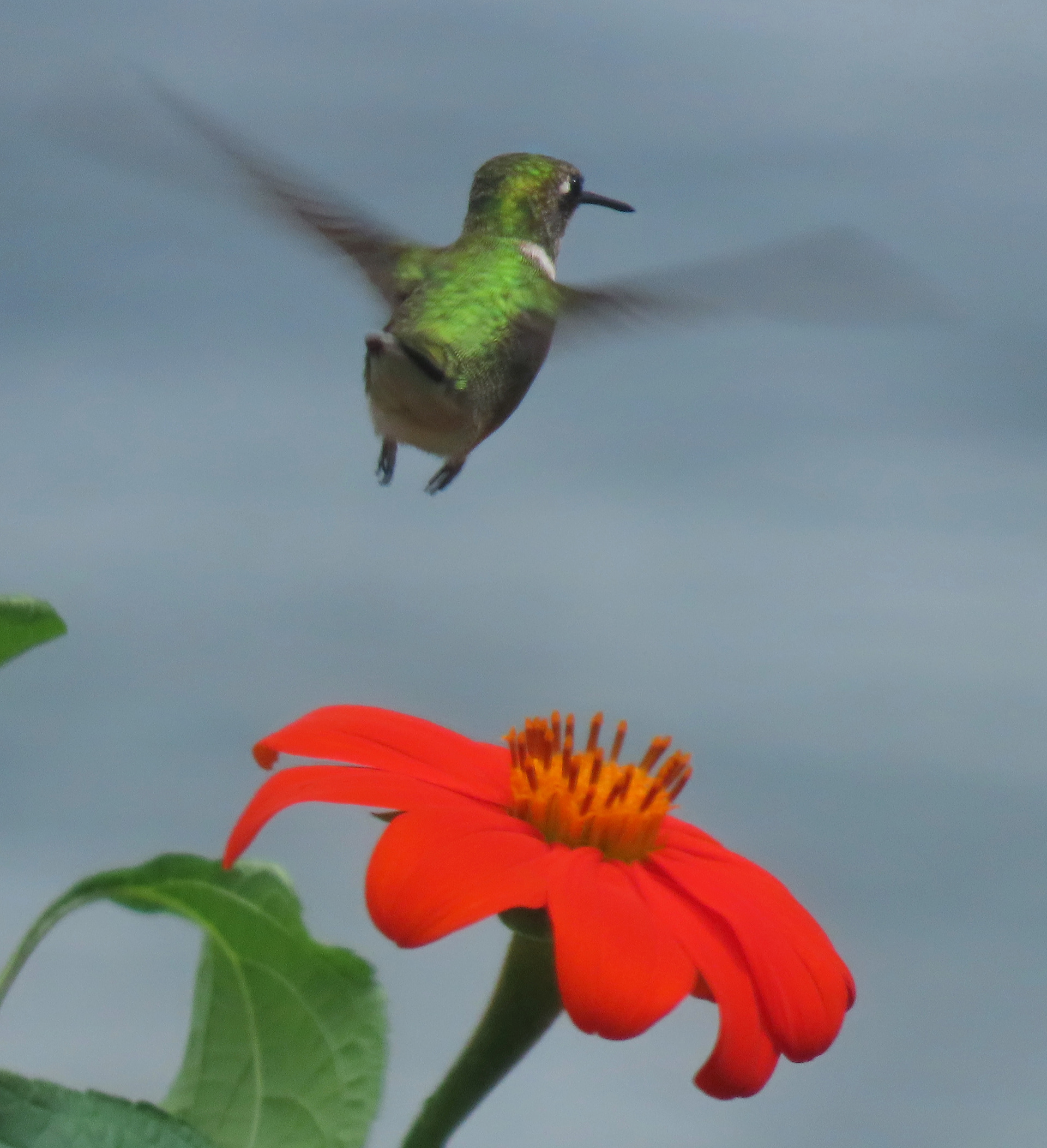Ruby Throated Hummingbird