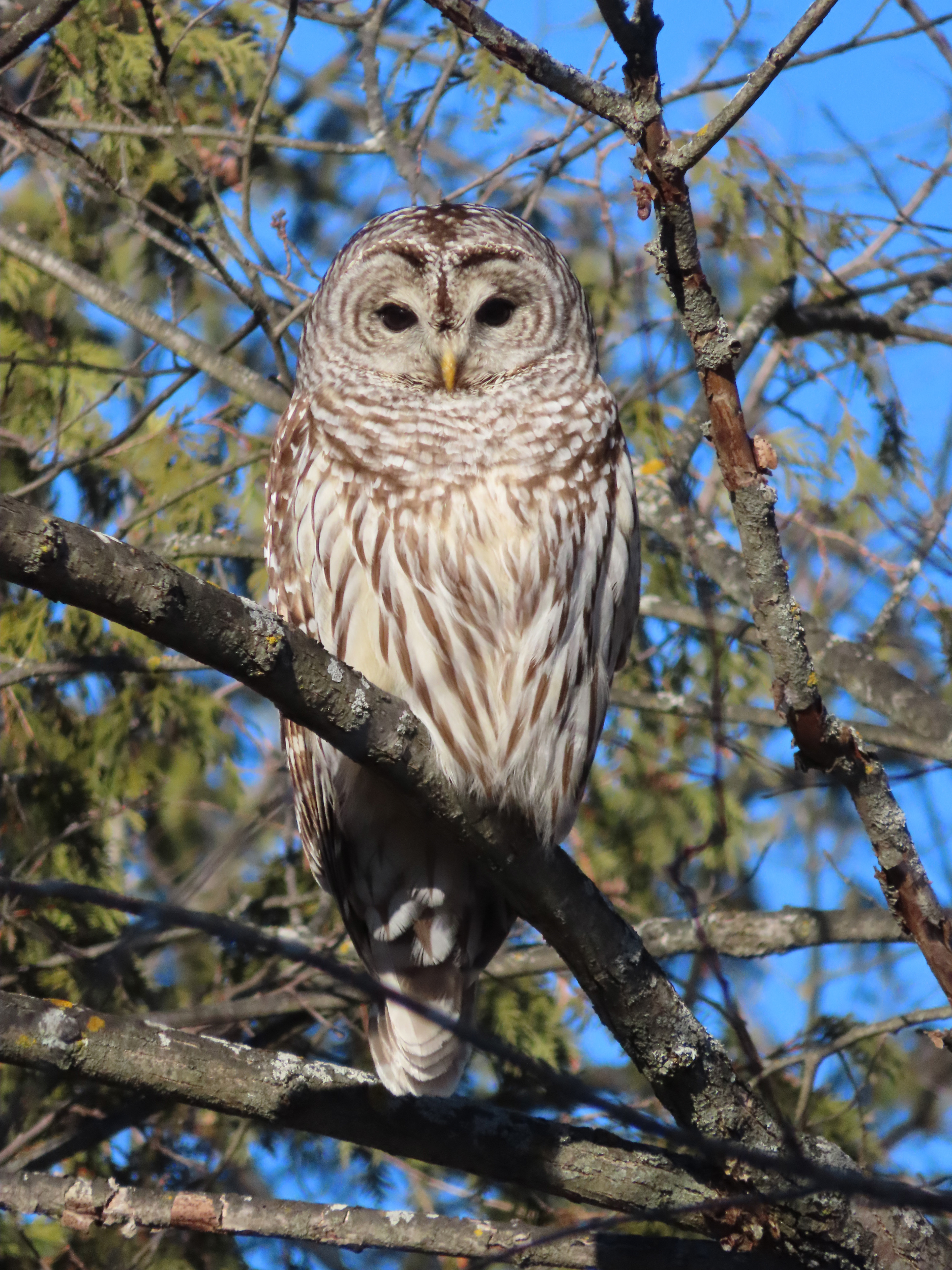 Barred Owl