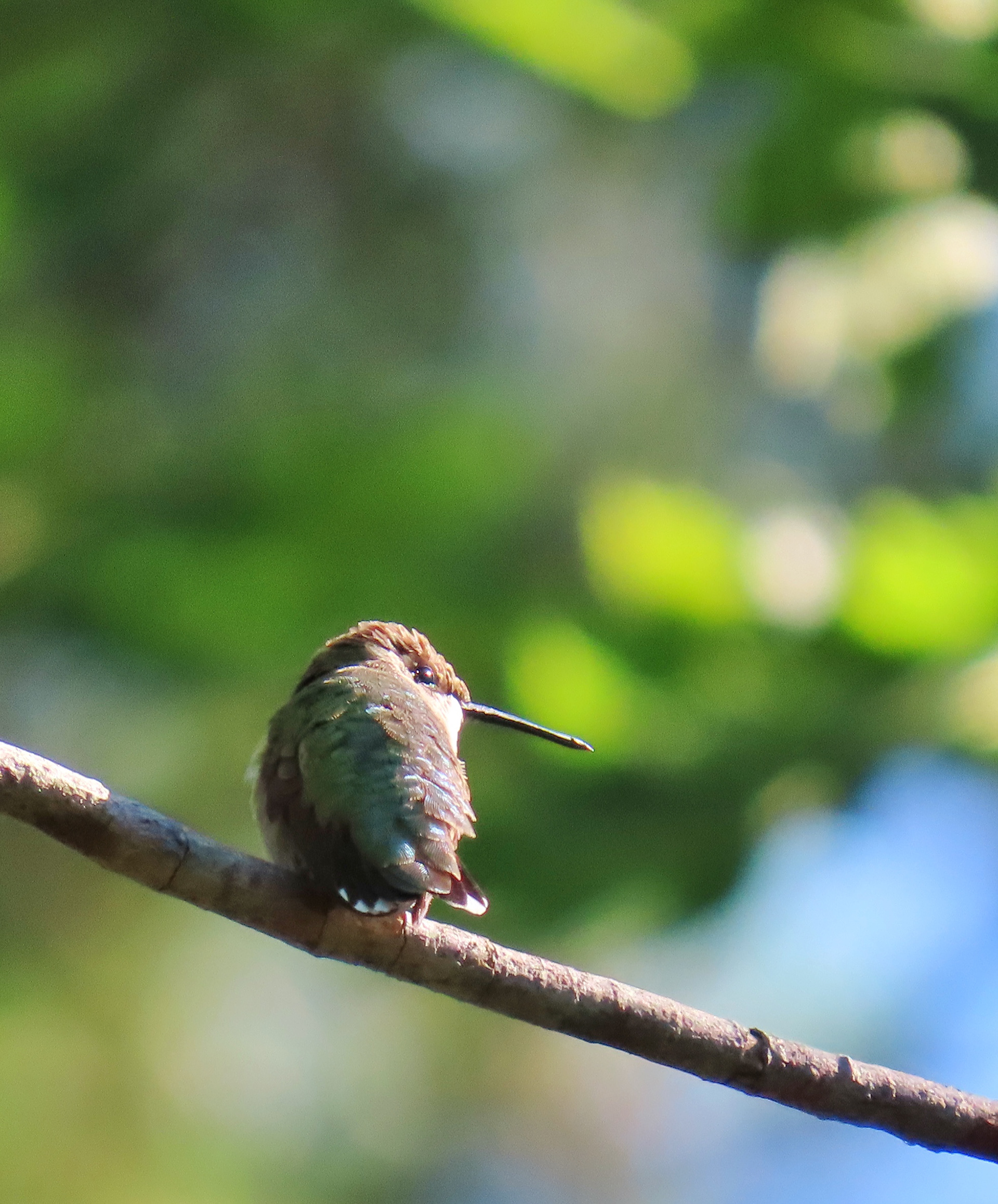 Ruby Throated Hummingbird