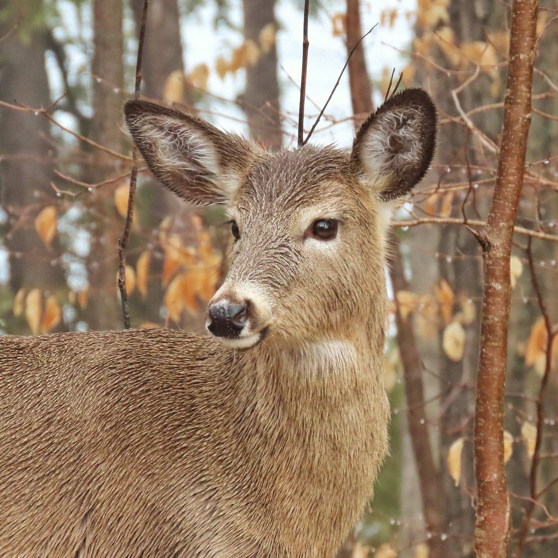 White Tailed Deer