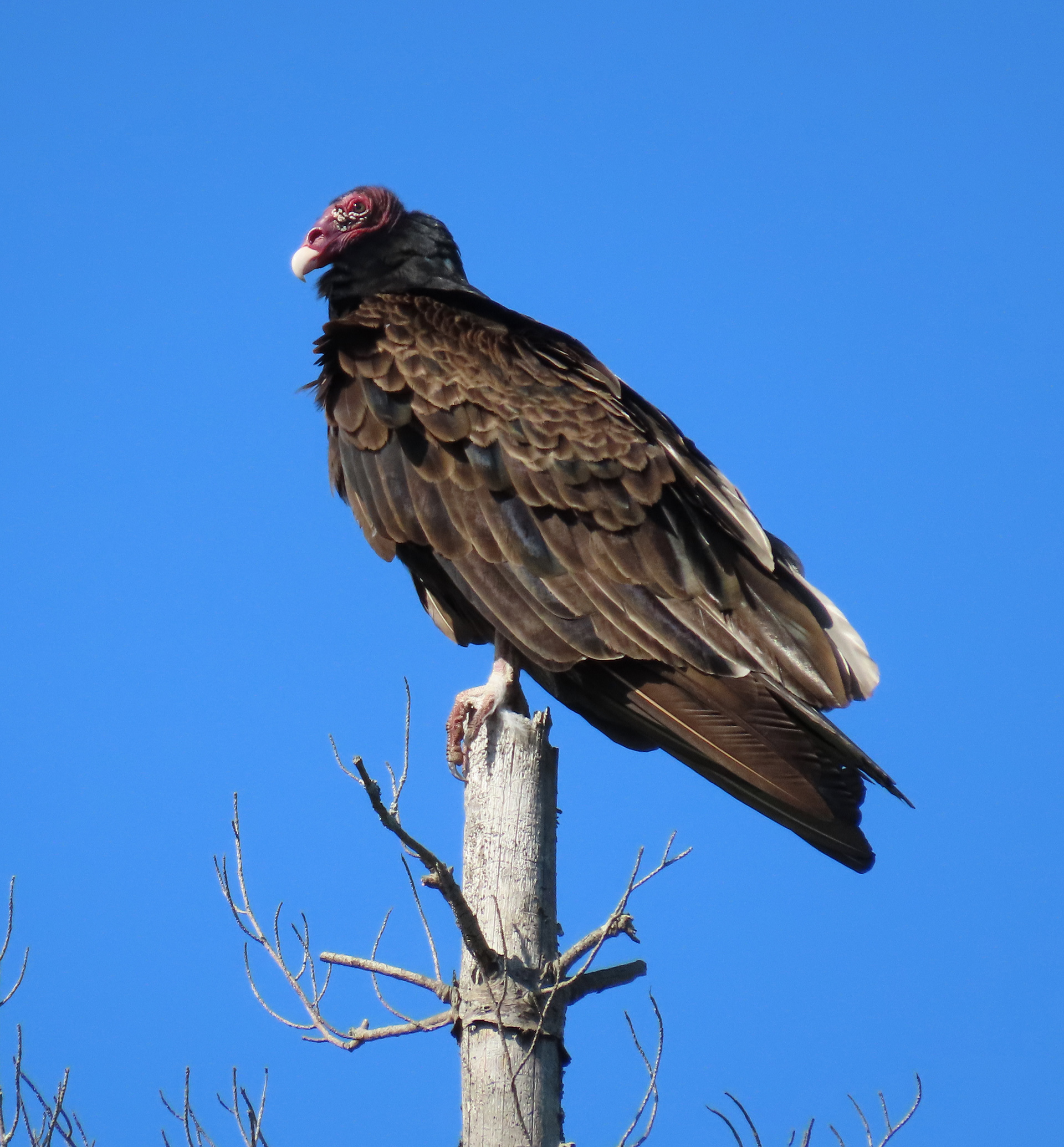 Turkey Vulture