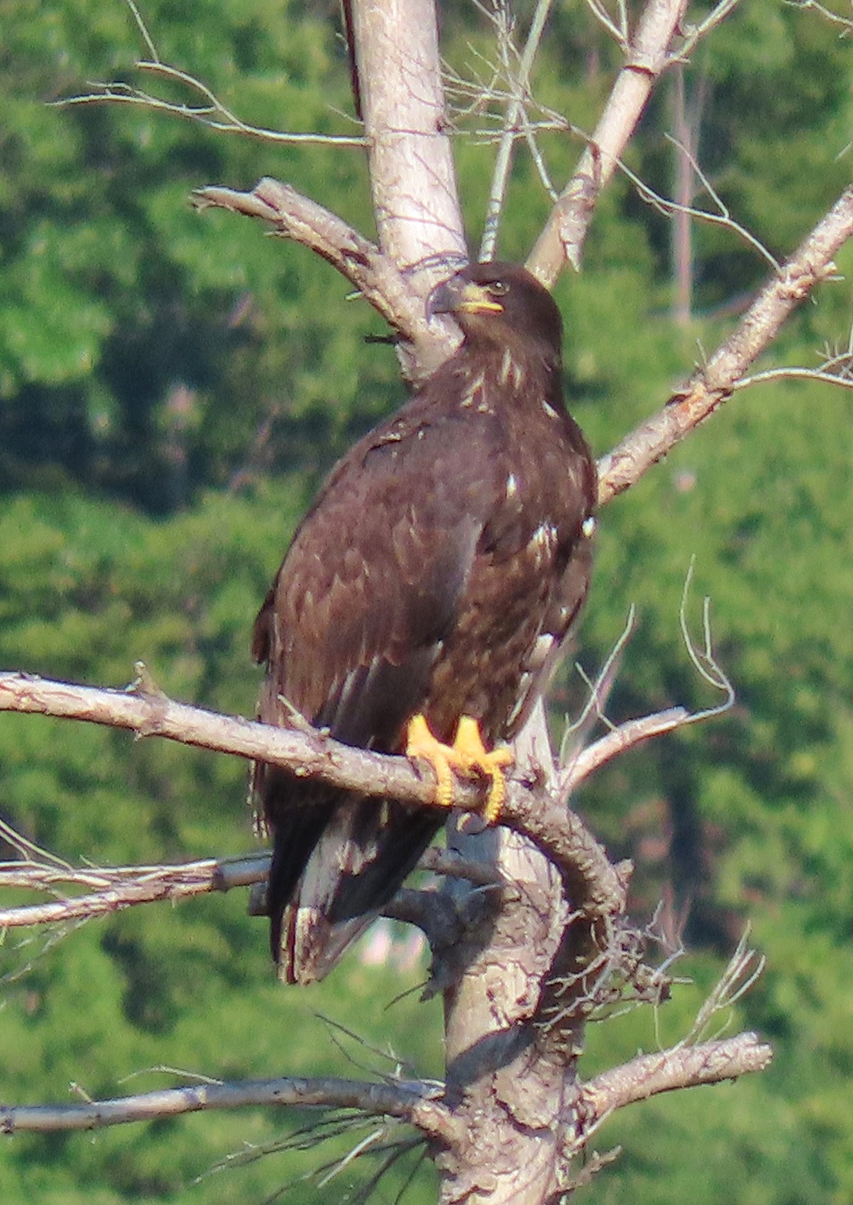 Juvenile Bald Eagle