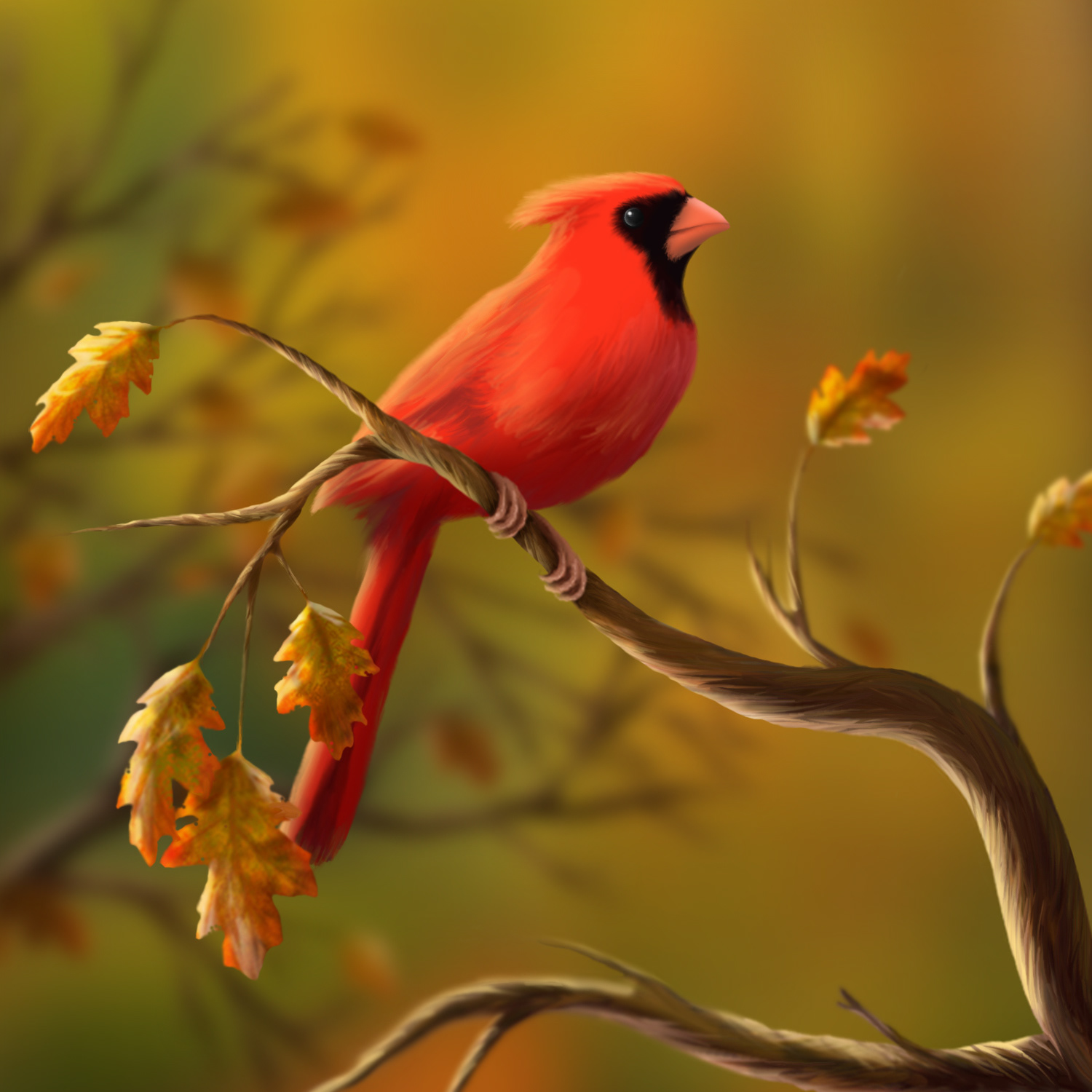 Northern Cardinal
