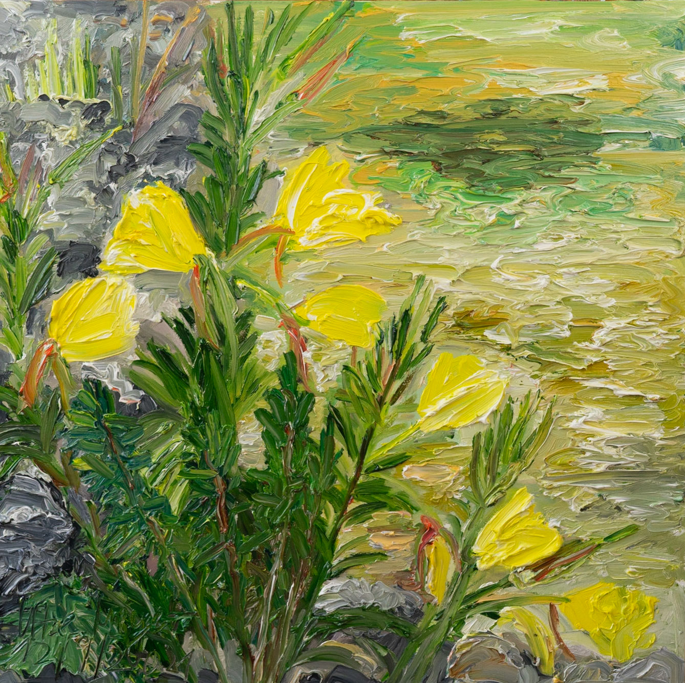 evening primroses 12/9//2021 oil on wood 40x40 cm 600€