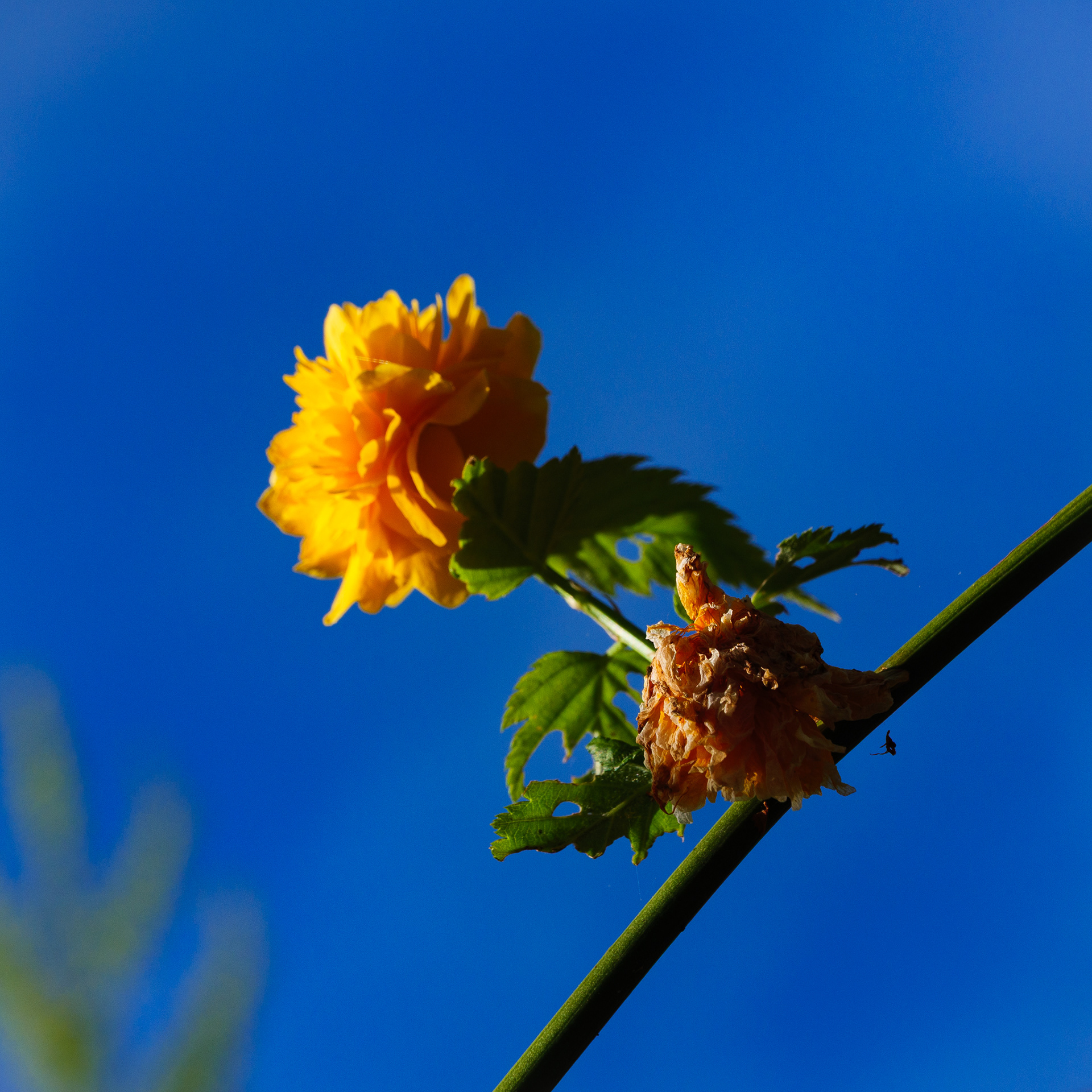 22. Single Focal Point