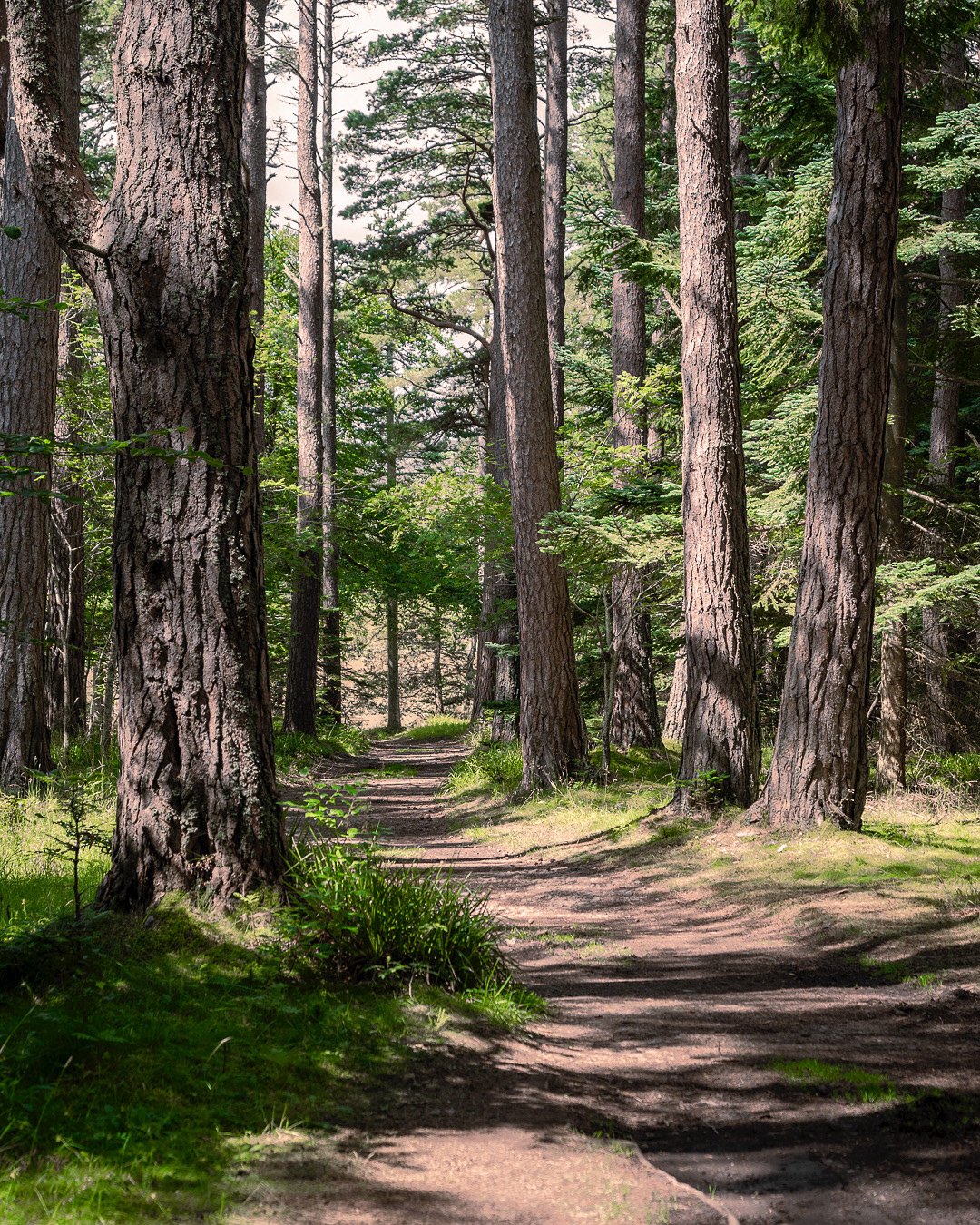 Forest Path, Balmoral