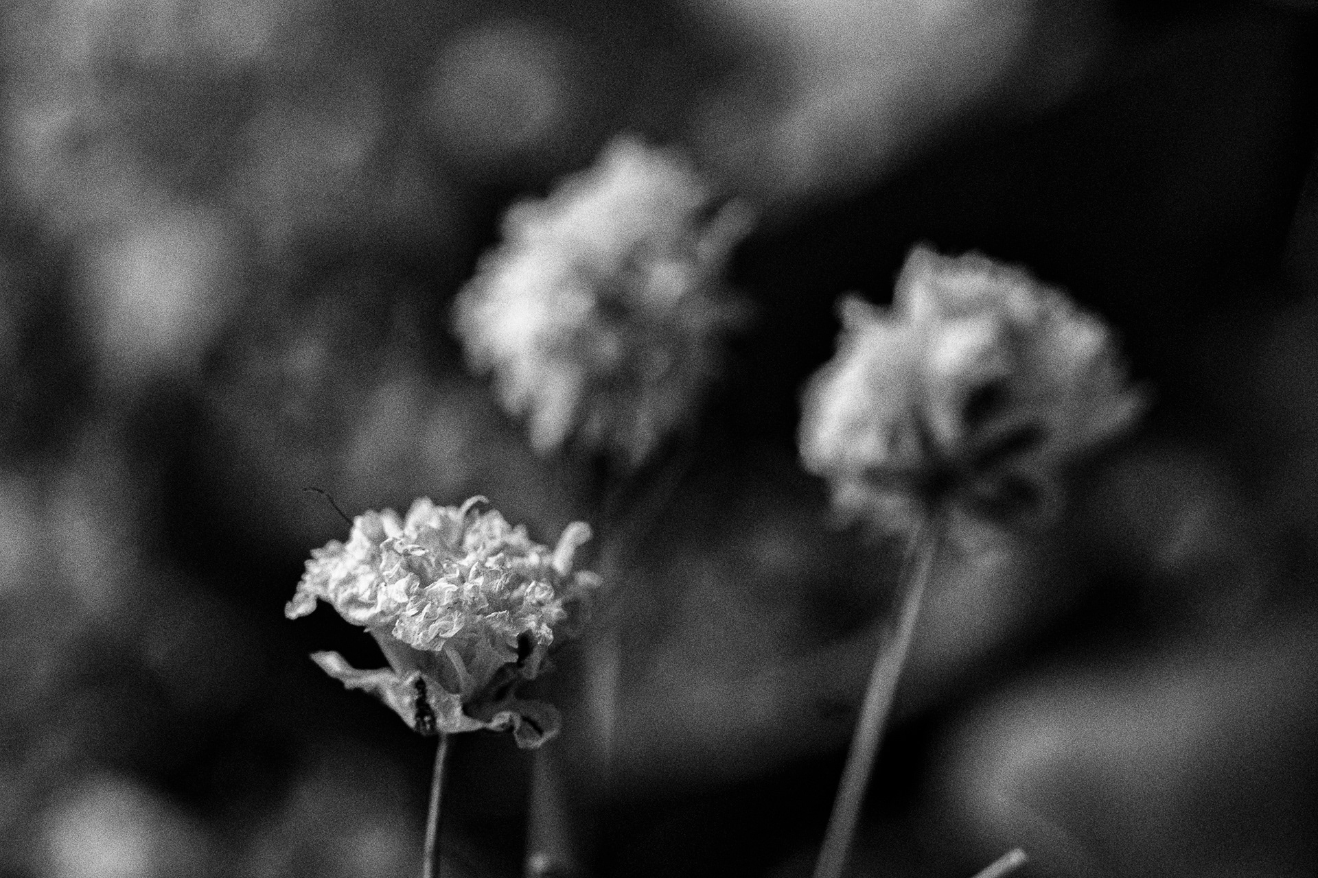 5. Rule of Thirds