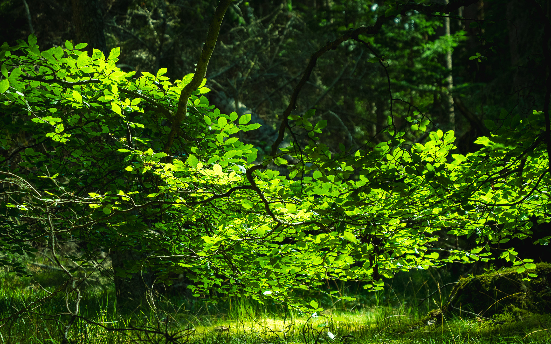 Green Spray, Balmoral