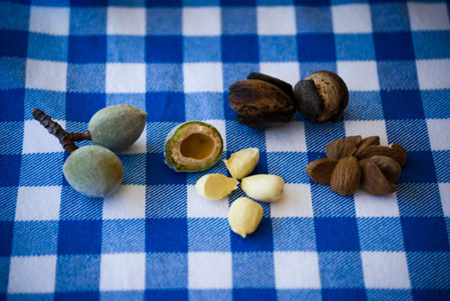 The Life of an Almond
