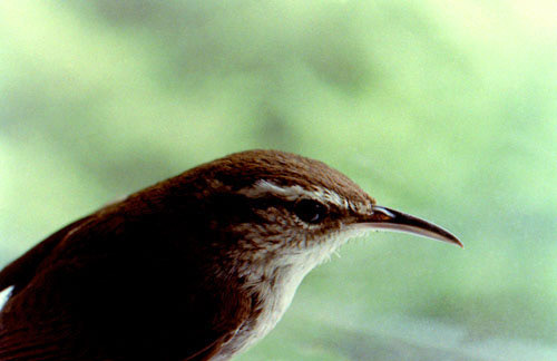 House Wren - Home