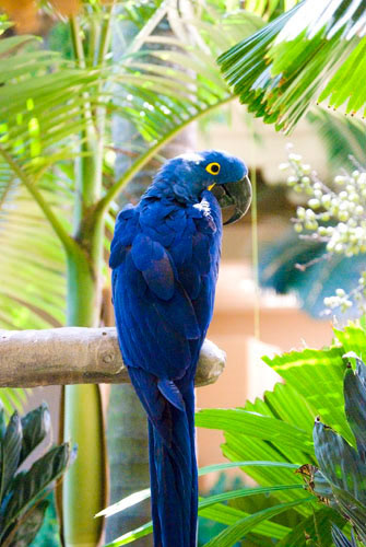 Hyacinth Macaw - Maui, Hawaii
