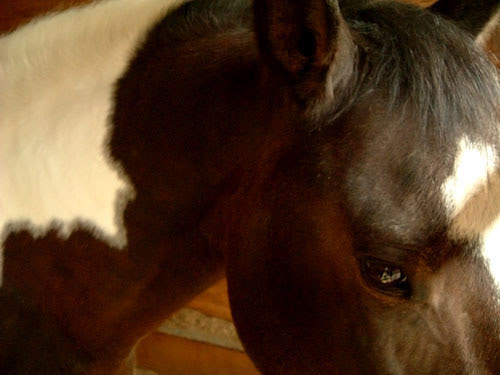 Wrangler, American Paint Horse - Los Angeles Equestrian Center