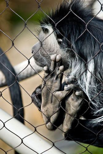 Colobus Monkey - San Diego Zoo