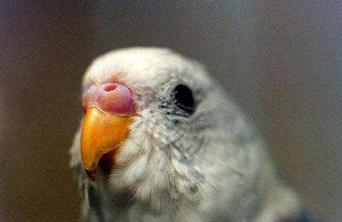 Mr. Crackers, Parakeet - Home