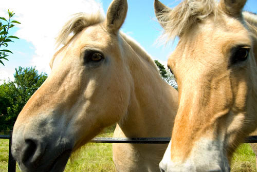 Fjordland Ponies - Ayr, Scotland