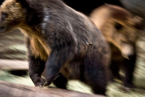 Brown Bears - San Diego Zoo