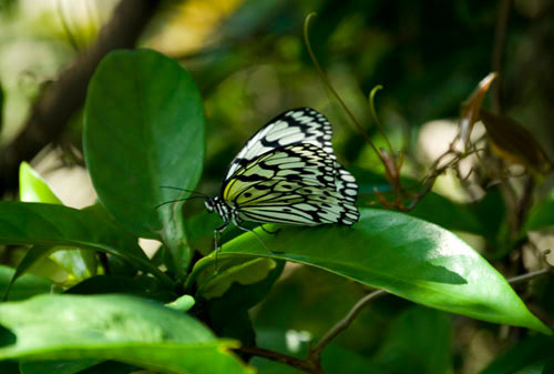 Butterfly - Taiwan
