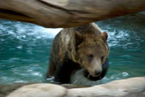 Brown Bear - San Diego Zoo
