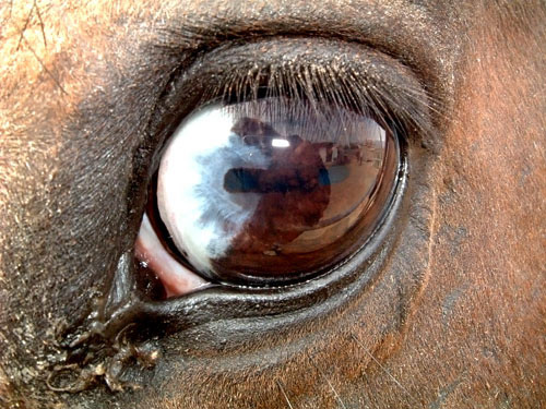 Wrangler, American Paint Horse - Los Angeles Equestrian Center