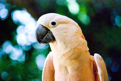 Moluccan Cockatoo - Maui, Hawaii