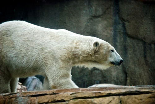 Polar Bear - San Diego Zoo