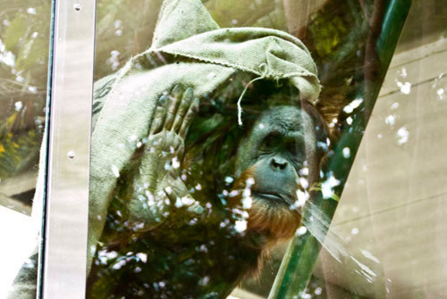 Orangutan - San Diego Zoo