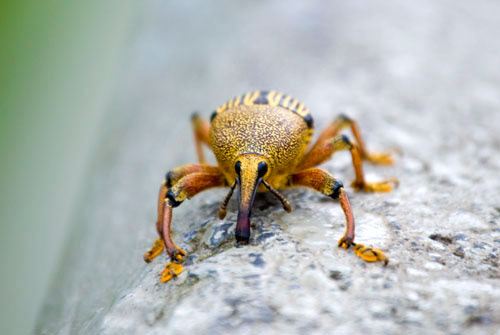 Weevil? - Teresópolis, Brazil