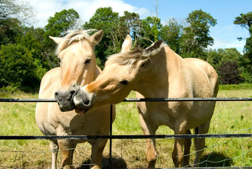 Fjordland Ponies - Ayr, Scotland