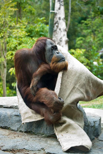 Orangutan - San Diego Zoo