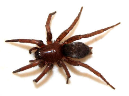 Spider - My Bedroom :(