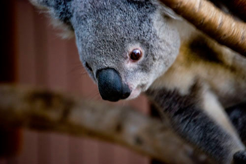 Koala - Sydney, Australia