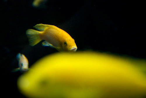 Fish - San Diego Zoo