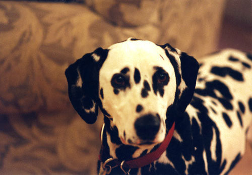 Murphy, Dalmation - Home