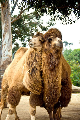 Bactrian Camels - San Diego Zoo