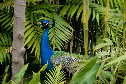 Peacock - San Diego Zoo