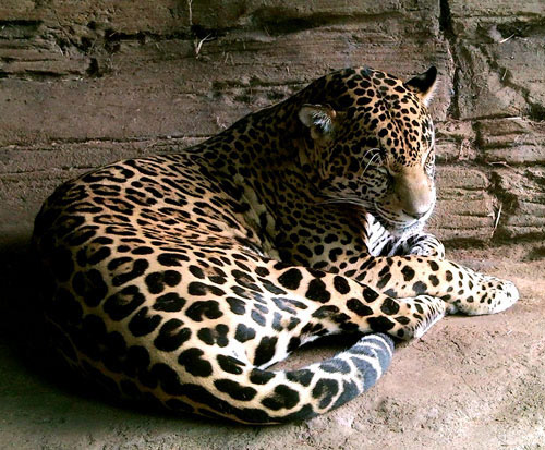 Jaguar - Woodland Park Zoo