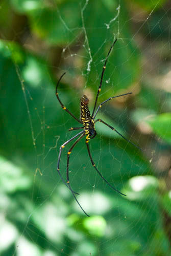 Joro Spider - Taiwan